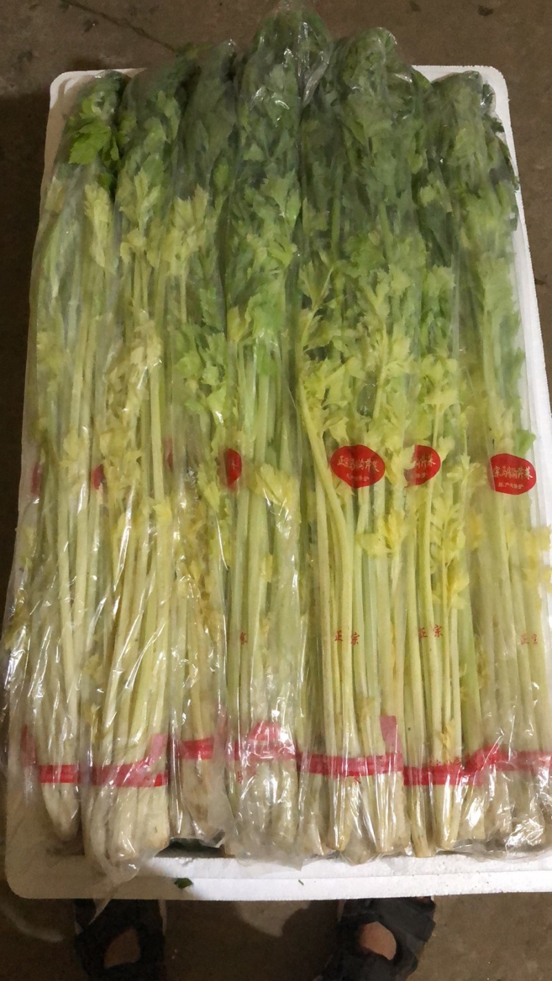 马家沟芹菜精品特菜，酒店，市场，专业种植销售