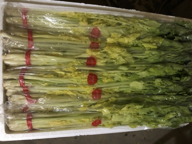 马家沟芹菜精品特菜，酒店，市场，专业种植销售