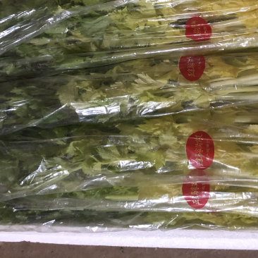 马家沟芹菜精品特菜，酒店，市场，专业种植销售