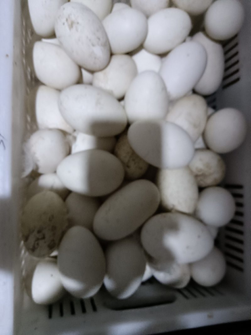 鲜鹅蛋
