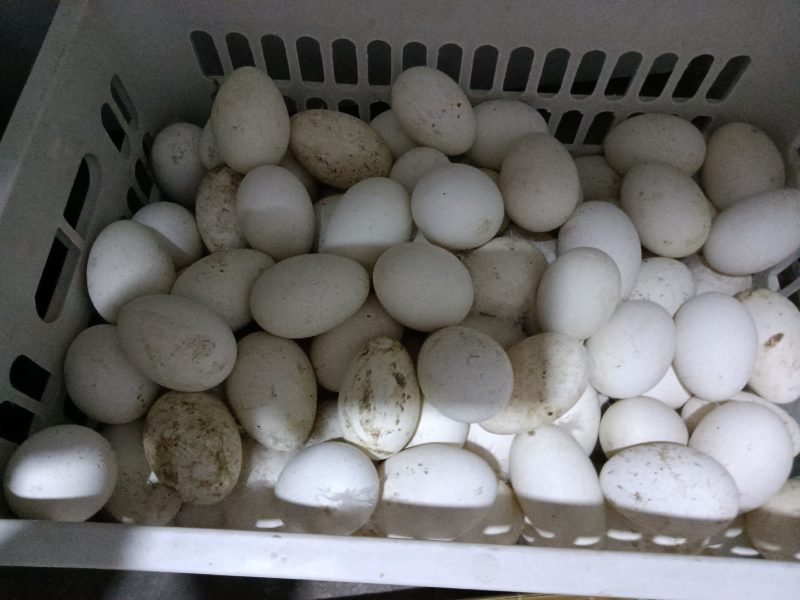 鲜鹅蛋