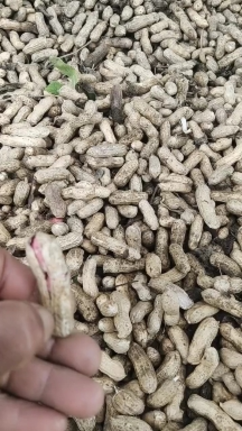 湖北鲜花生四粒红鲜花生小白沙红米鲜花生产地直销
