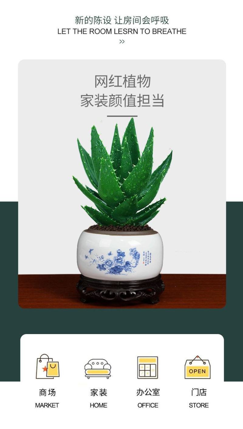 芦荟盆栽植物室内桌面防辐射吸甲醛绿植办公室净化空气耐旱懒