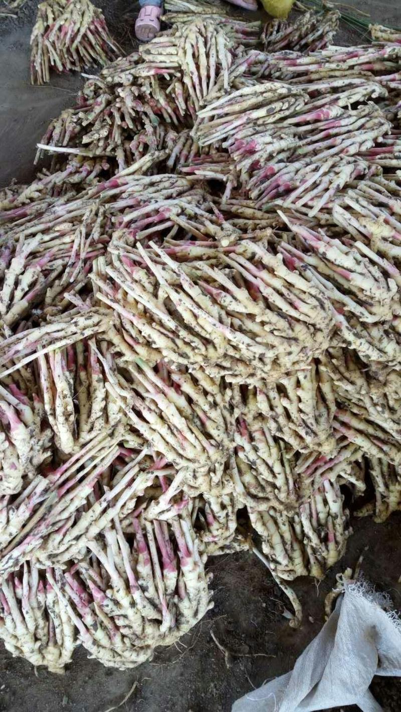 精品红芽姜子姜大量上市现挖现发保证质量全国发货