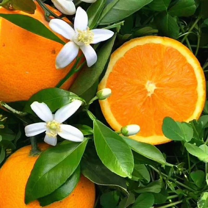伦晚脐橙纯甜多汁，地头看园采果对接果农品质保证，价格优
