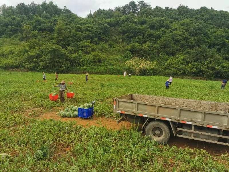 （8月开园）产地直销6-10斤湖南宁远露天麒麟瓜