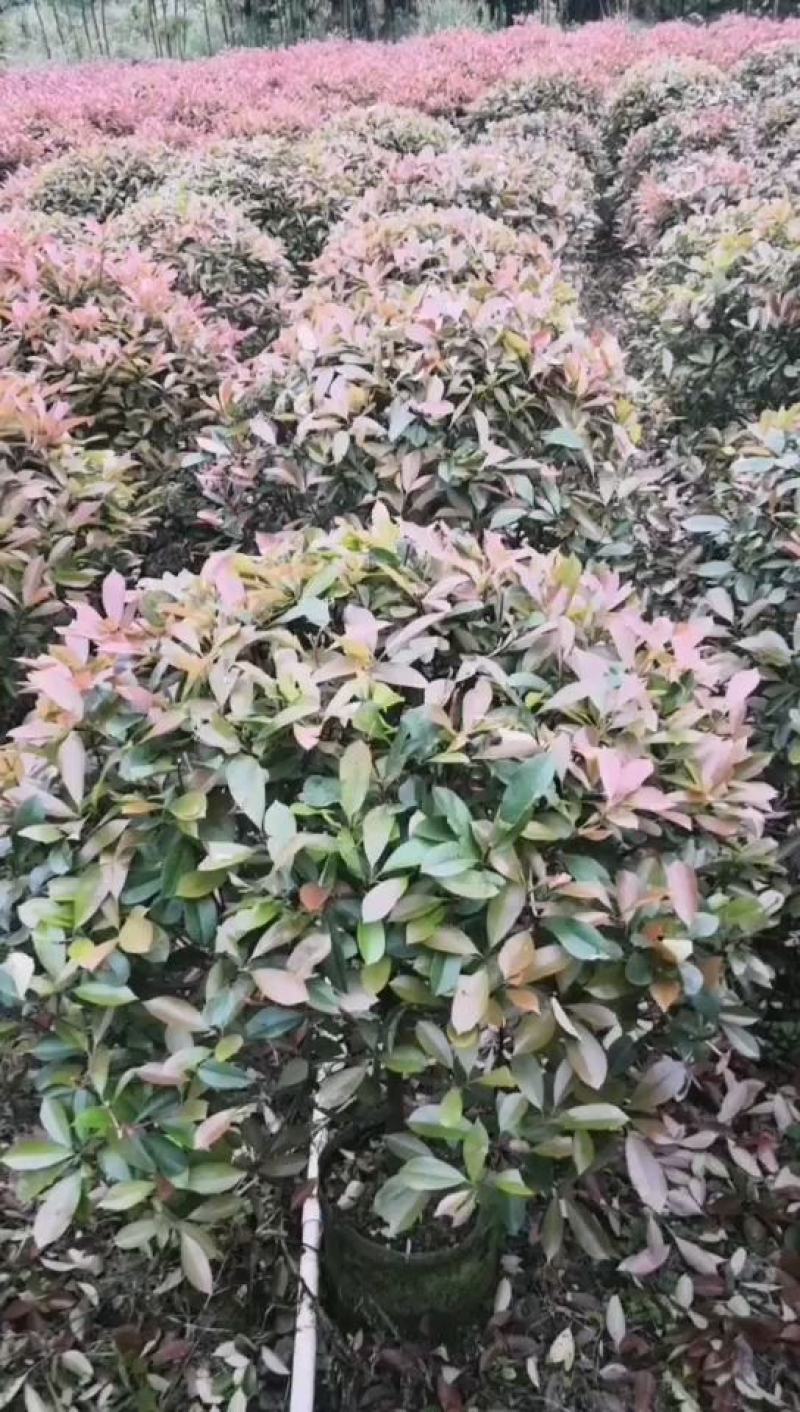 红叶石楠球大量供应篱笆苗精品球