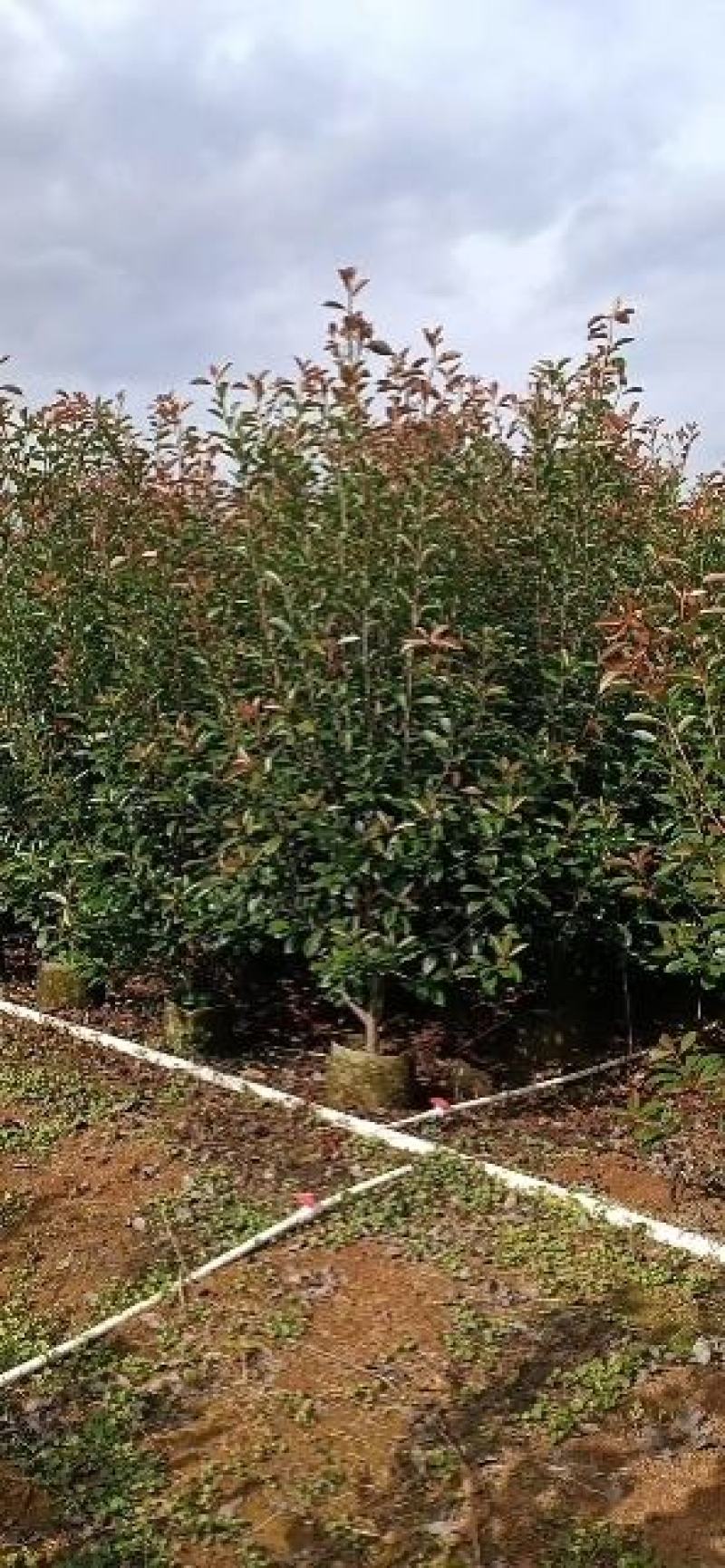 红叶石楠球大量供应篱笆苗精品球