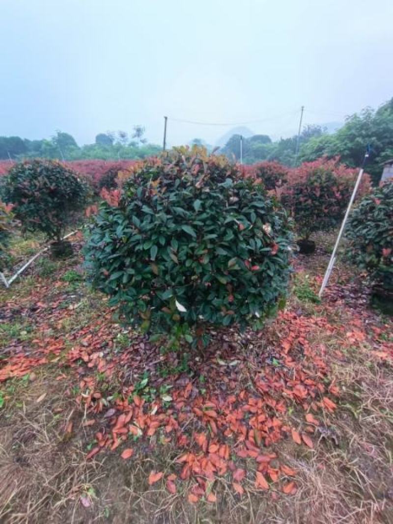 红叶石楠球大量供应篱笆苗精品球