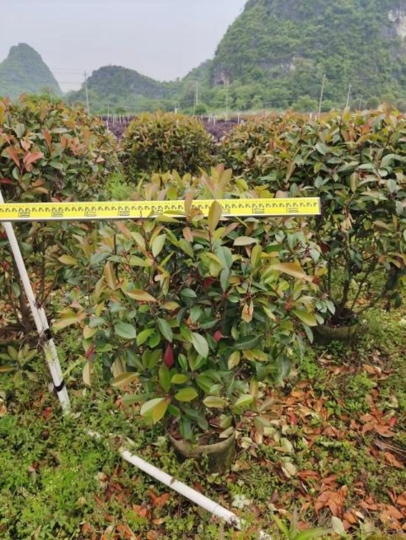 红叶石楠球大量供应篱笆苗精品球