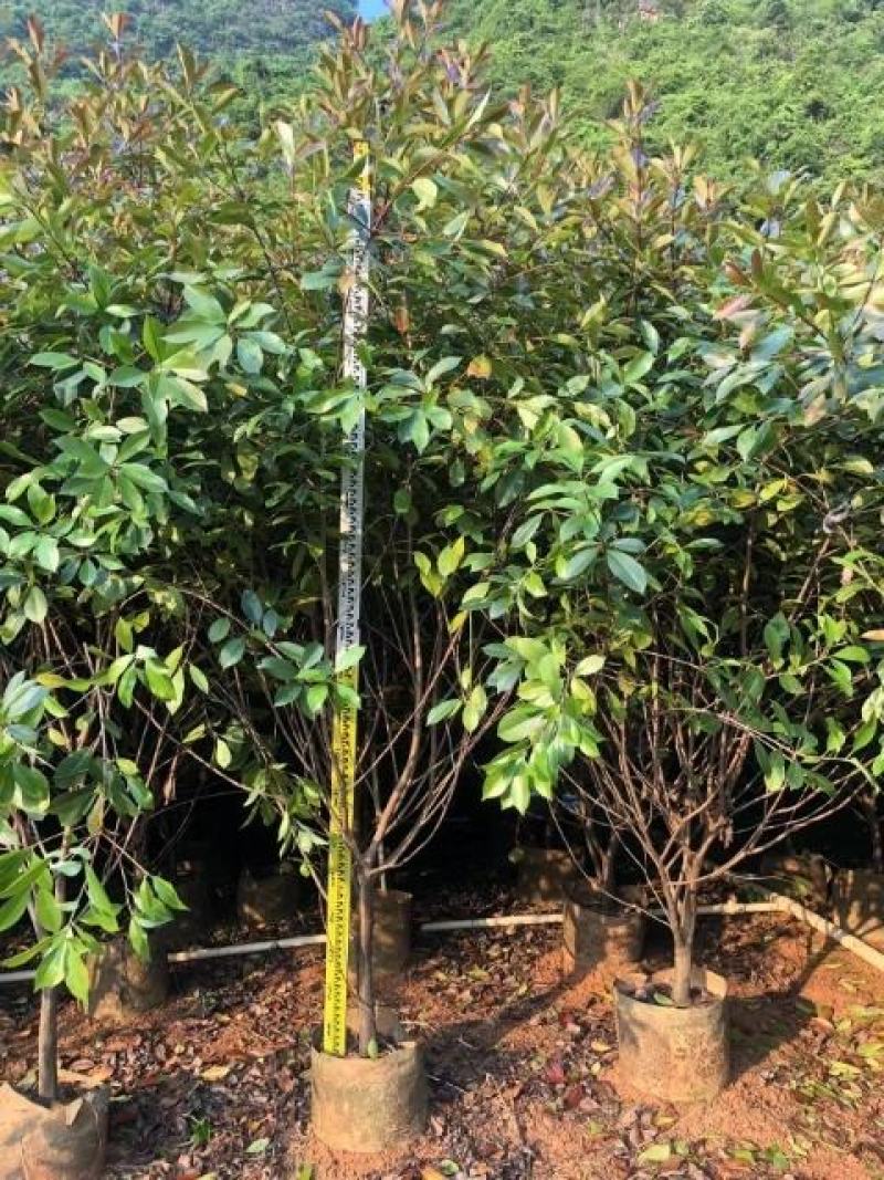 红叶石楠球大量供应篱笆苗精品球