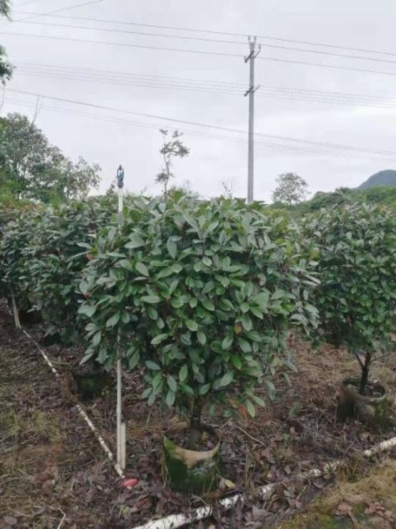 红叶石楠球大量供应篱笆苗精品球