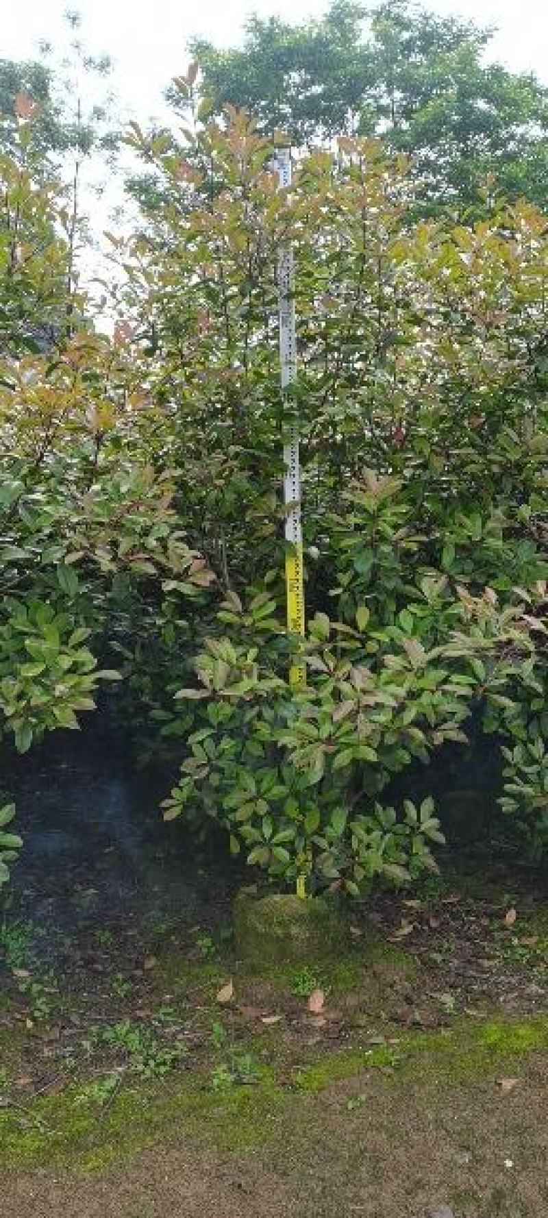 红叶石楠球大量供应篱笆苗精品球