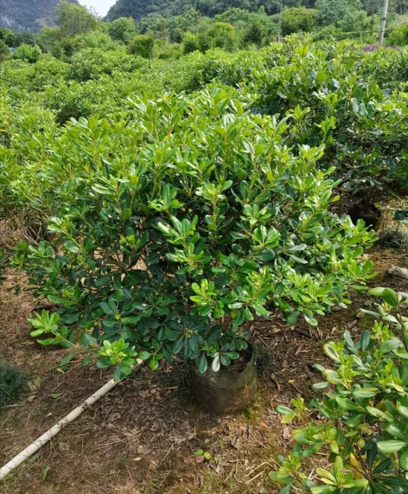 海桐球大量各种规格