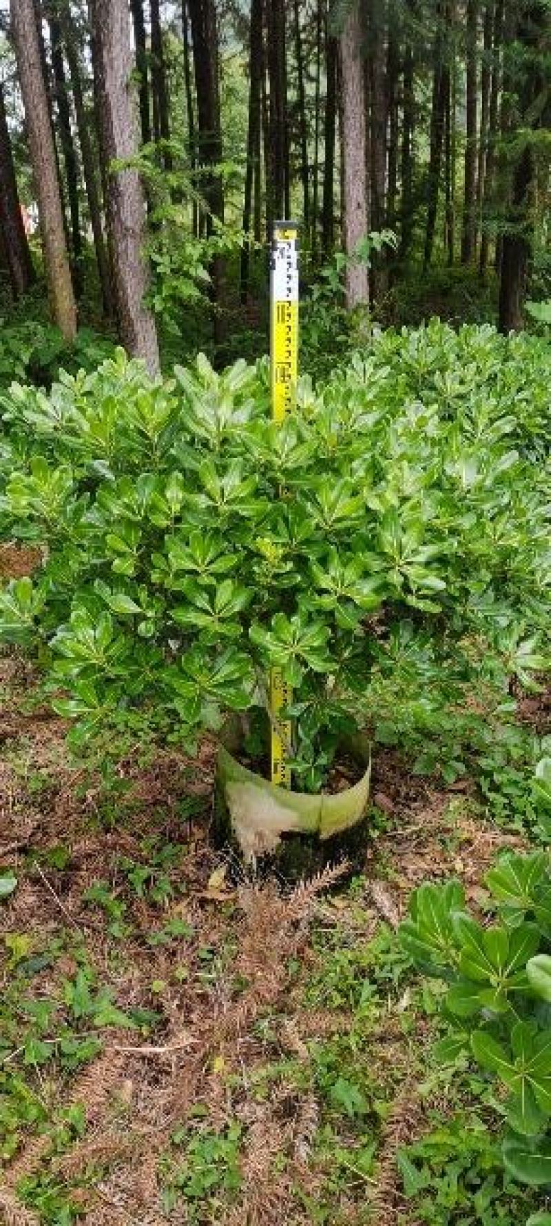 海桐球大量各种规格
