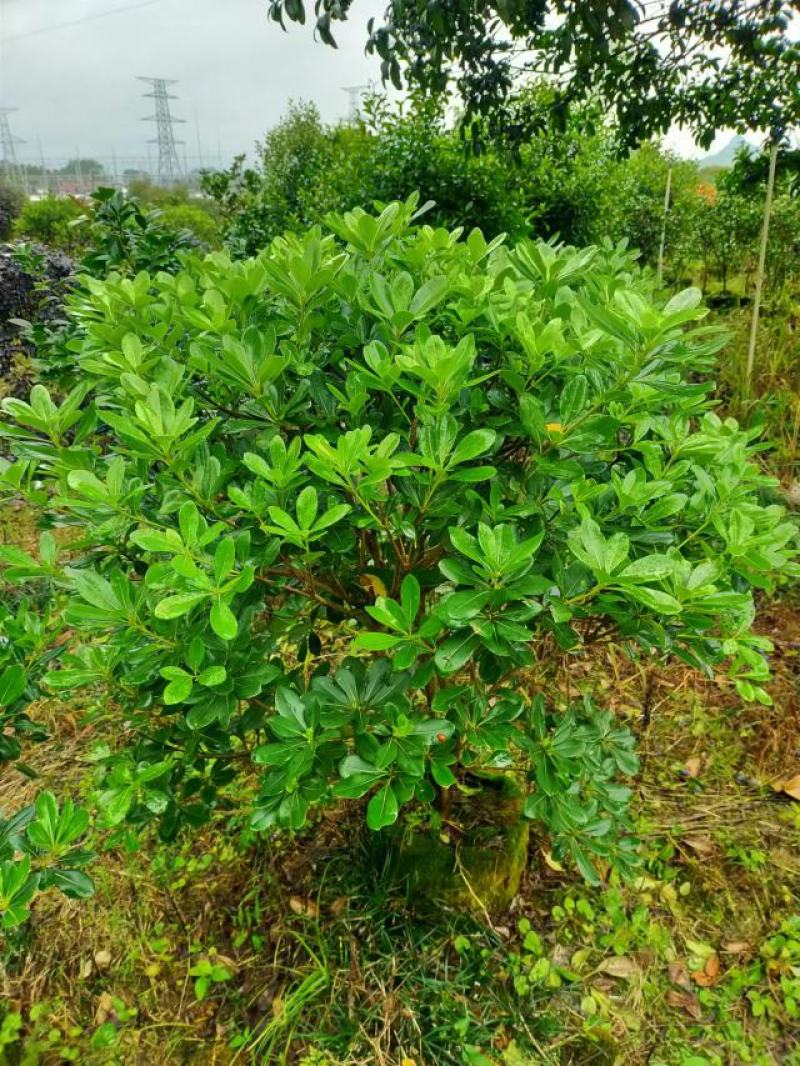 海桐球大量各种规格