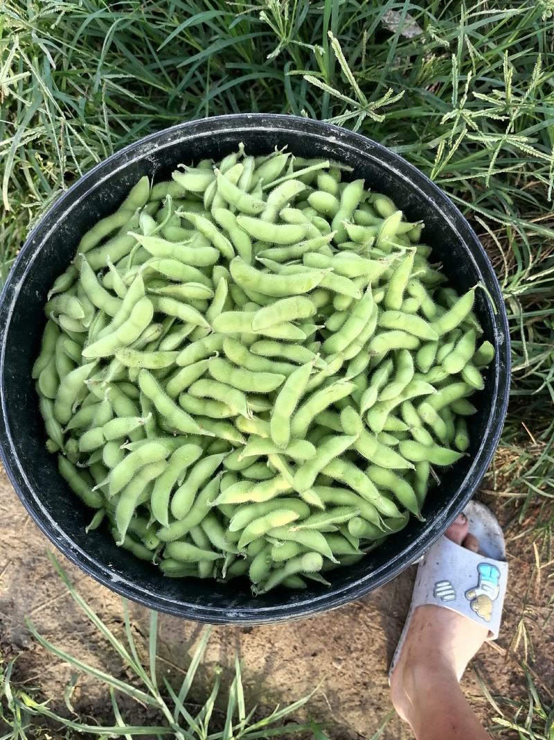 翠绿宝毛豆