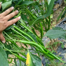 二荆条大量上市