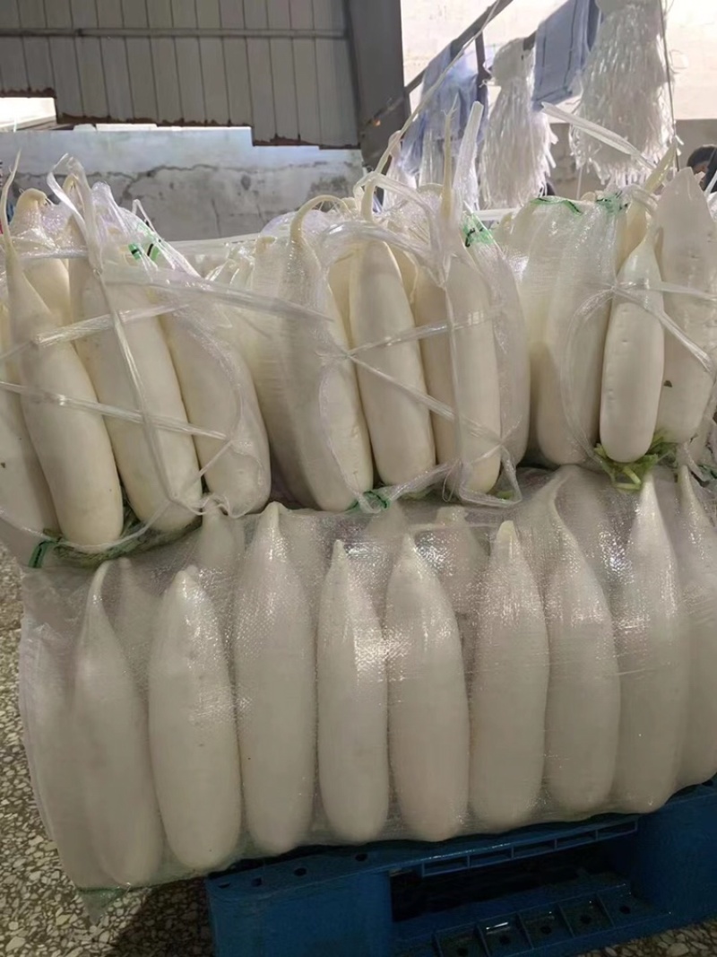 精品白萝卜，高山白萝卜口感脆甜，产地一手货源，保质保量
