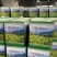 高山云雾绿茶批发明前茶豆香味口粮茶500克茶叶自己喝