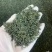 高山云雾绿茶批发明前茶豆香味口粮茶500克茶叶自己喝
