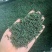 高山云雾绿茶批发明前茶豆香味口粮茶500克茶叶自己喝