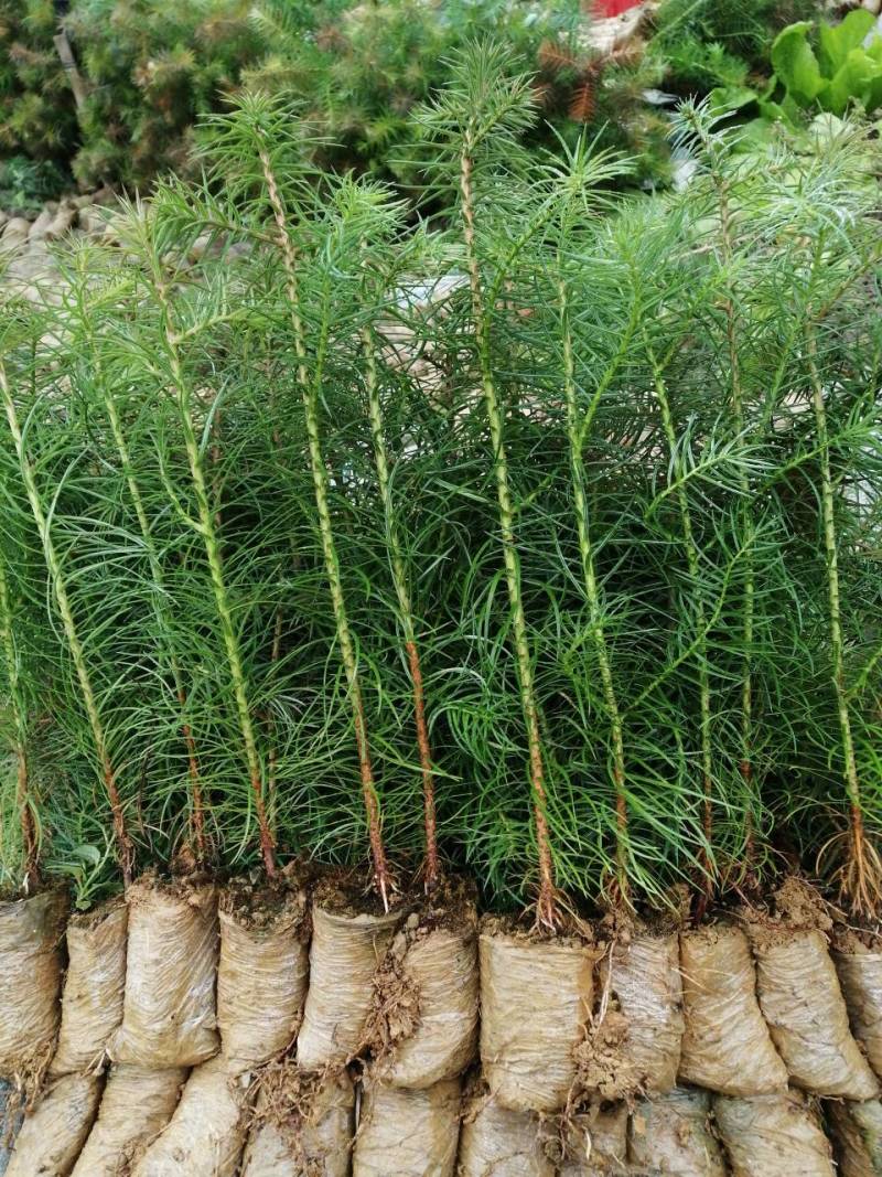 优质杉树苗、刺杉、基地直发、一手货源、质量保证、常年有货
