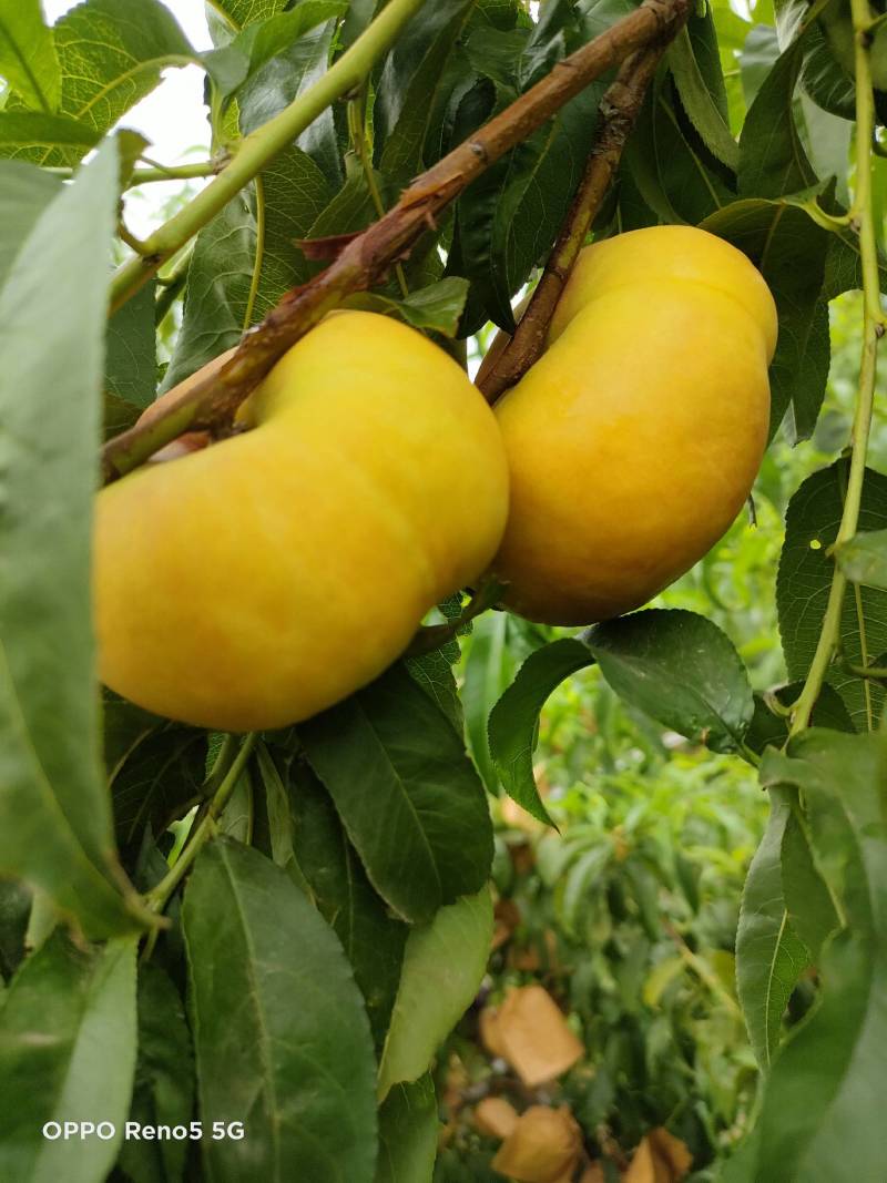 油蟠桃