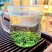 高山云雾绿茶批发明前茶豆香味口粮茶500克茶叶自己喝