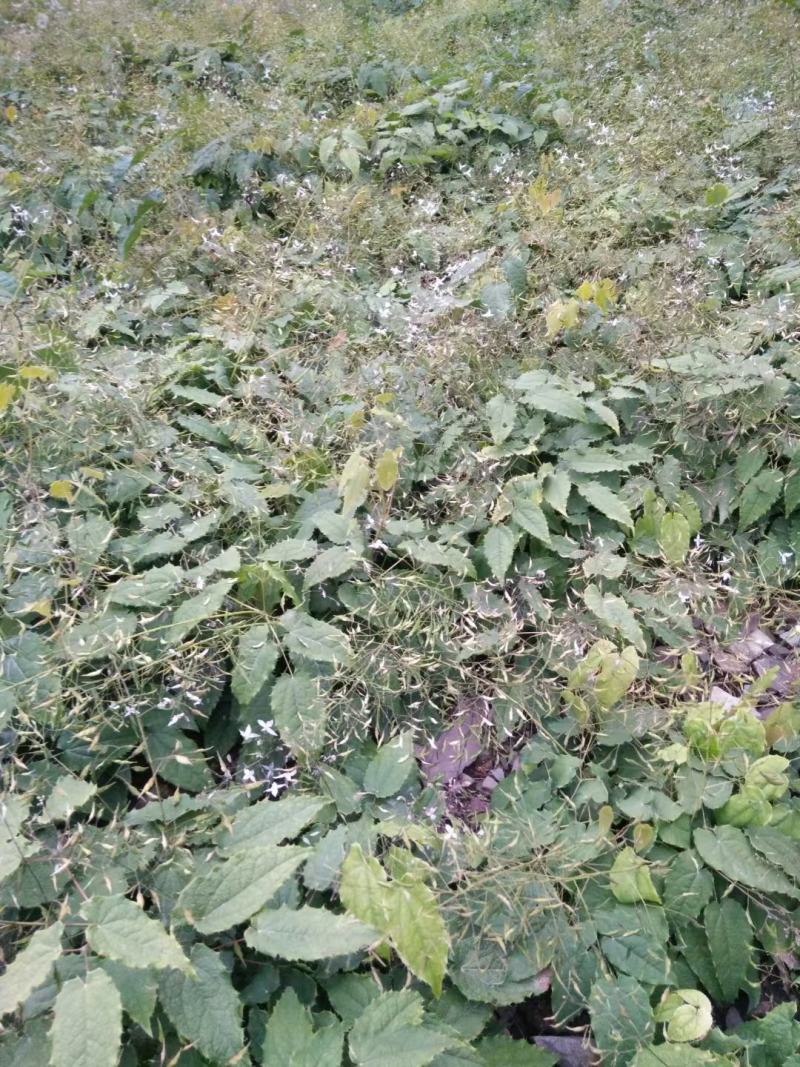四川淫羊藿种苗
