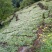 四川淫羊藿种苗