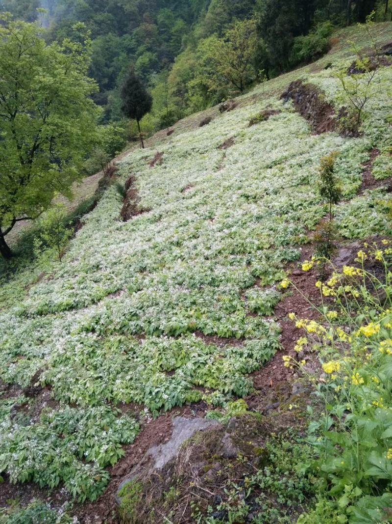 四川淫羊藿种苗