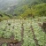四川淫羊藿种苗