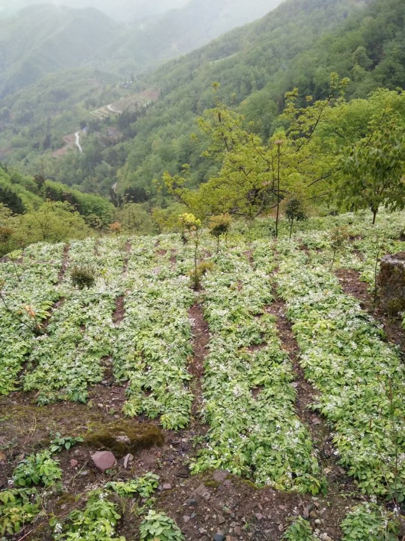 四川淫羊藿种苗