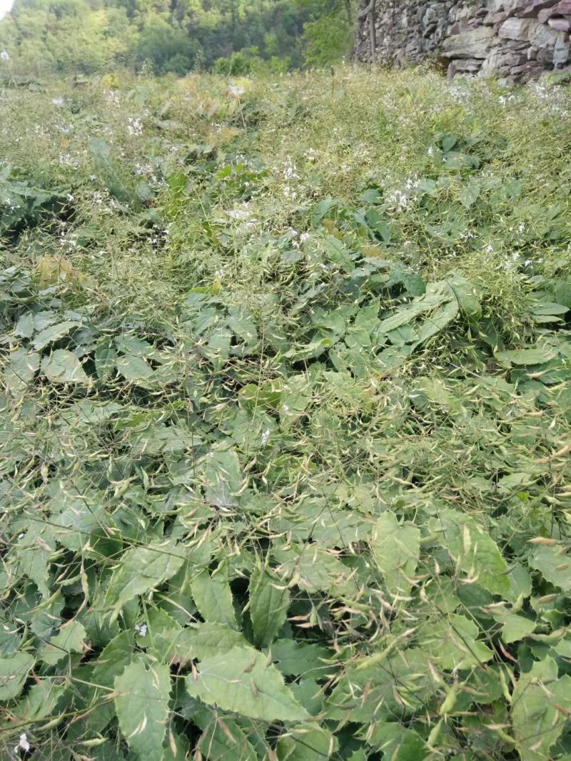 四川淫羊藿种苗