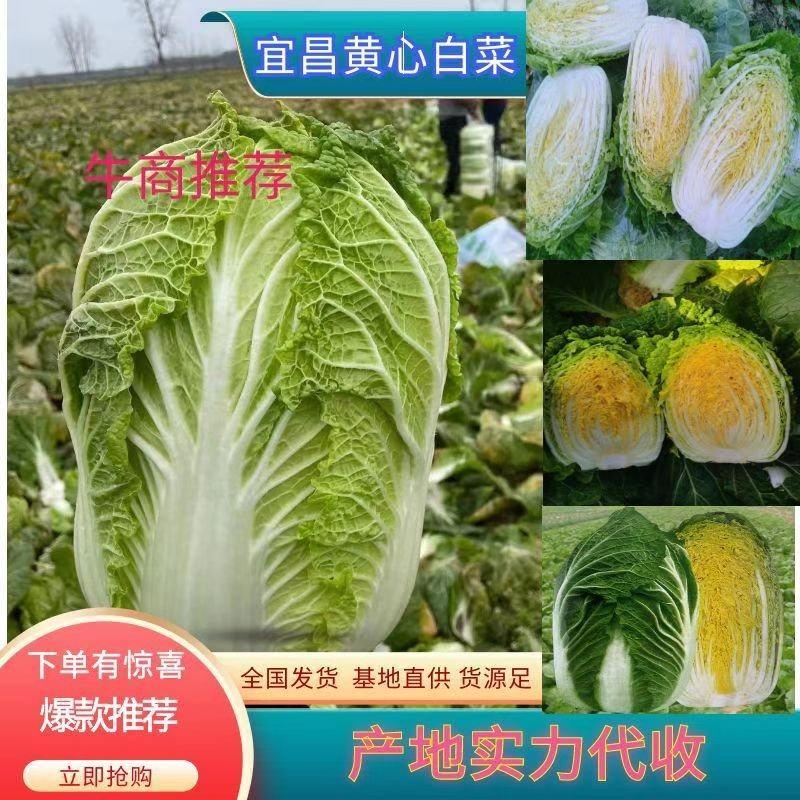 白菜精品大白菜黄心大白菜一首货源，支持发货