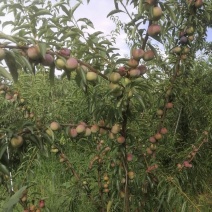 冰糖李，又名半边红，英红李