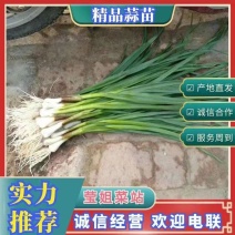 产地直发东北一点红青蒜苗大量上市全国代发可以视频看货价格