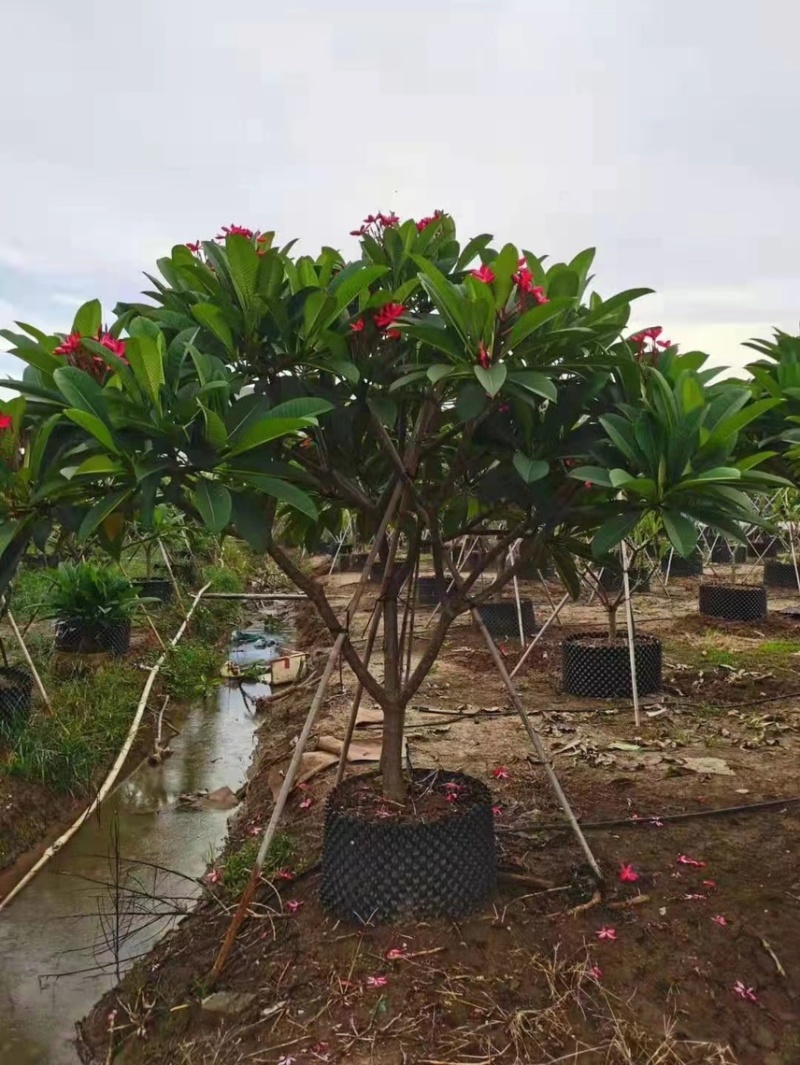 红花鸡蛋花黄花鸡蛋花，基地大量现货供应，欢迎咨询