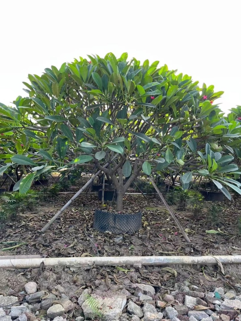 红花鸡蛋花黄花鸡蛋花，基地大量现货供应，欢迎咨询