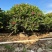 红花鸡蛋花黄花鸡蛋花，基地大量现货供应，欢迎咨询