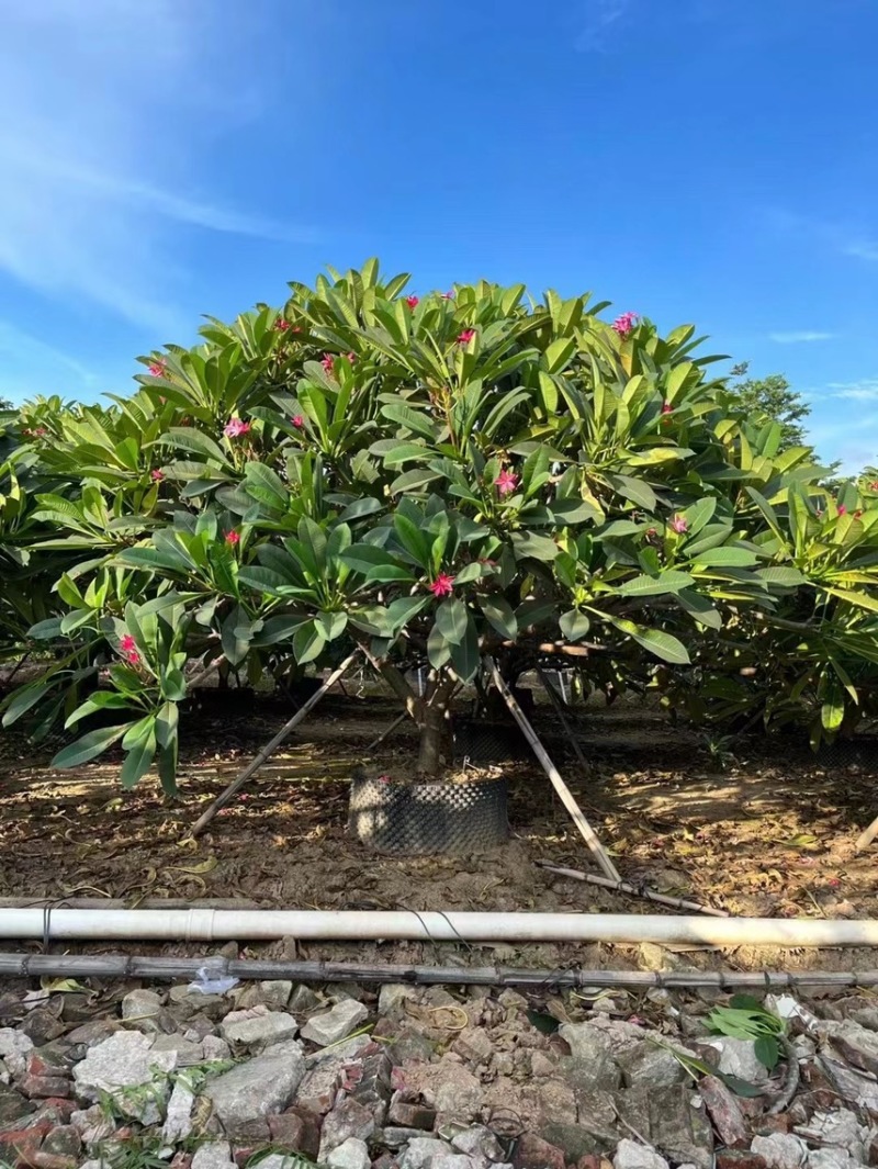红花鸡蛋花黄花鸡蛋花，基地大量现货供应，欢迎咨询