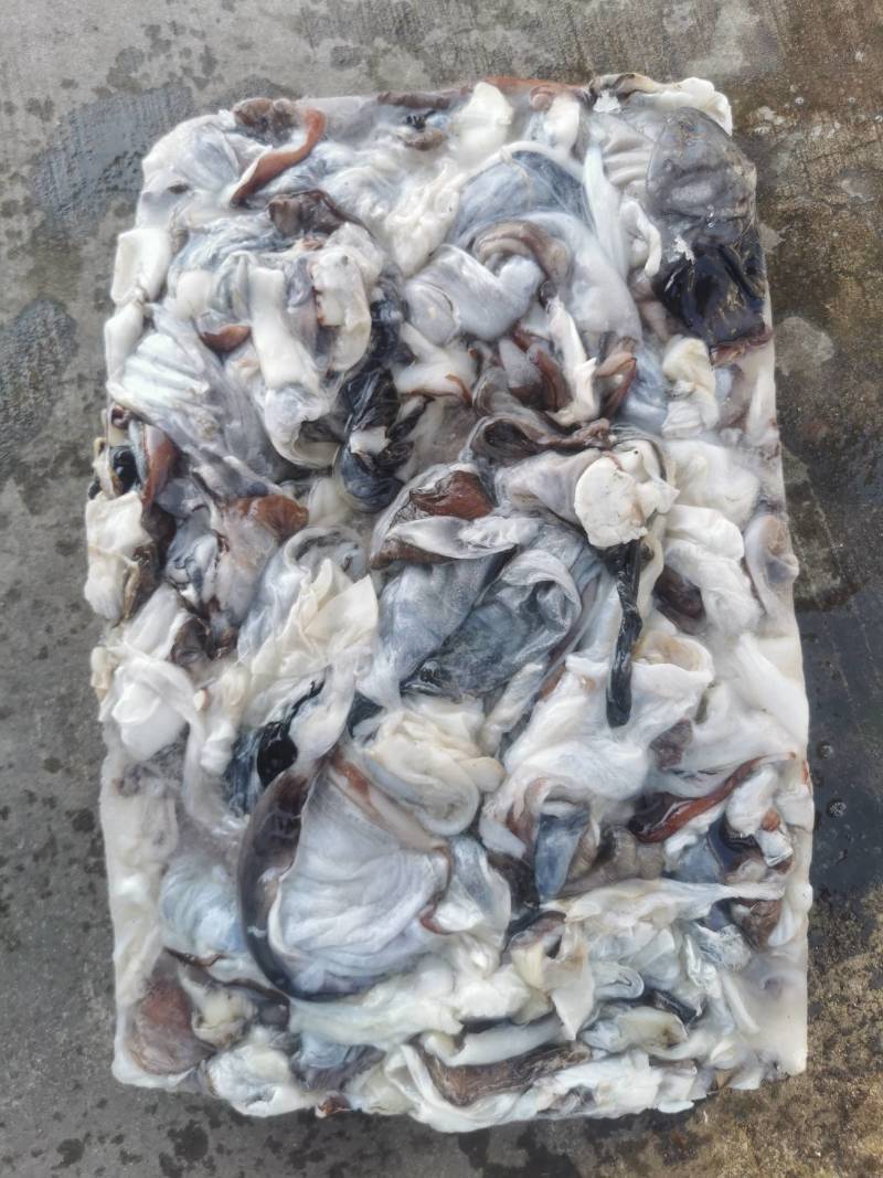 秘鲁鱿鱼大片皮长期供应质量鲜度保证
