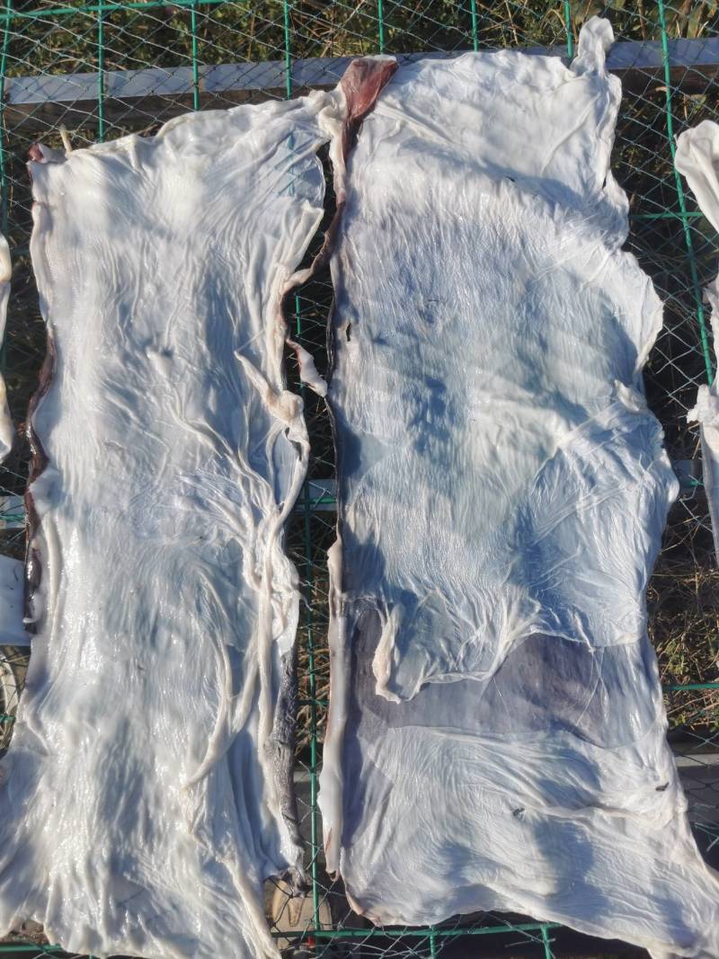 秘鲁鱿鱼大片皮长期供应质量鲜度保证