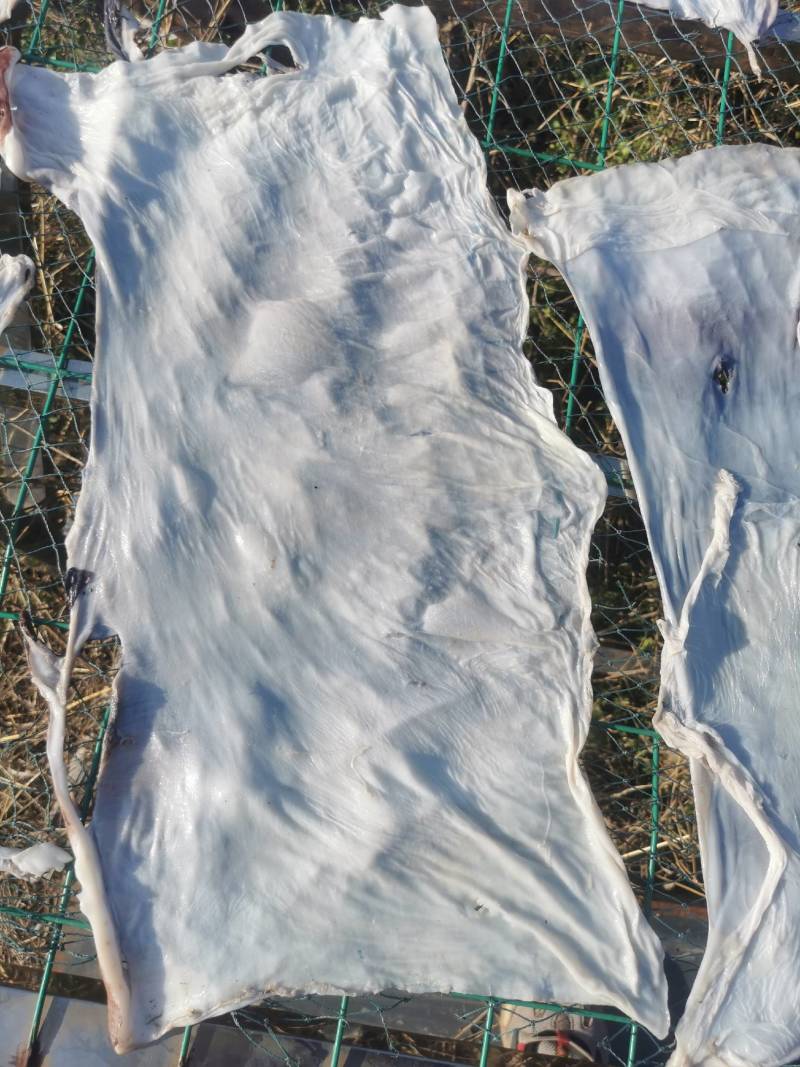 秘鲁鱿鱼大片皮长期供应质量鲜度保证