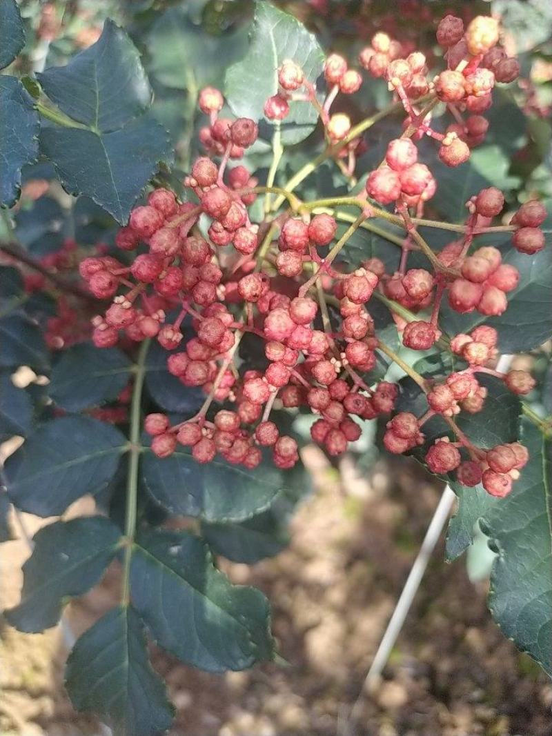 凤椒新鲜花椒大量上市颜色好看味道香浓需要的朋友速联系