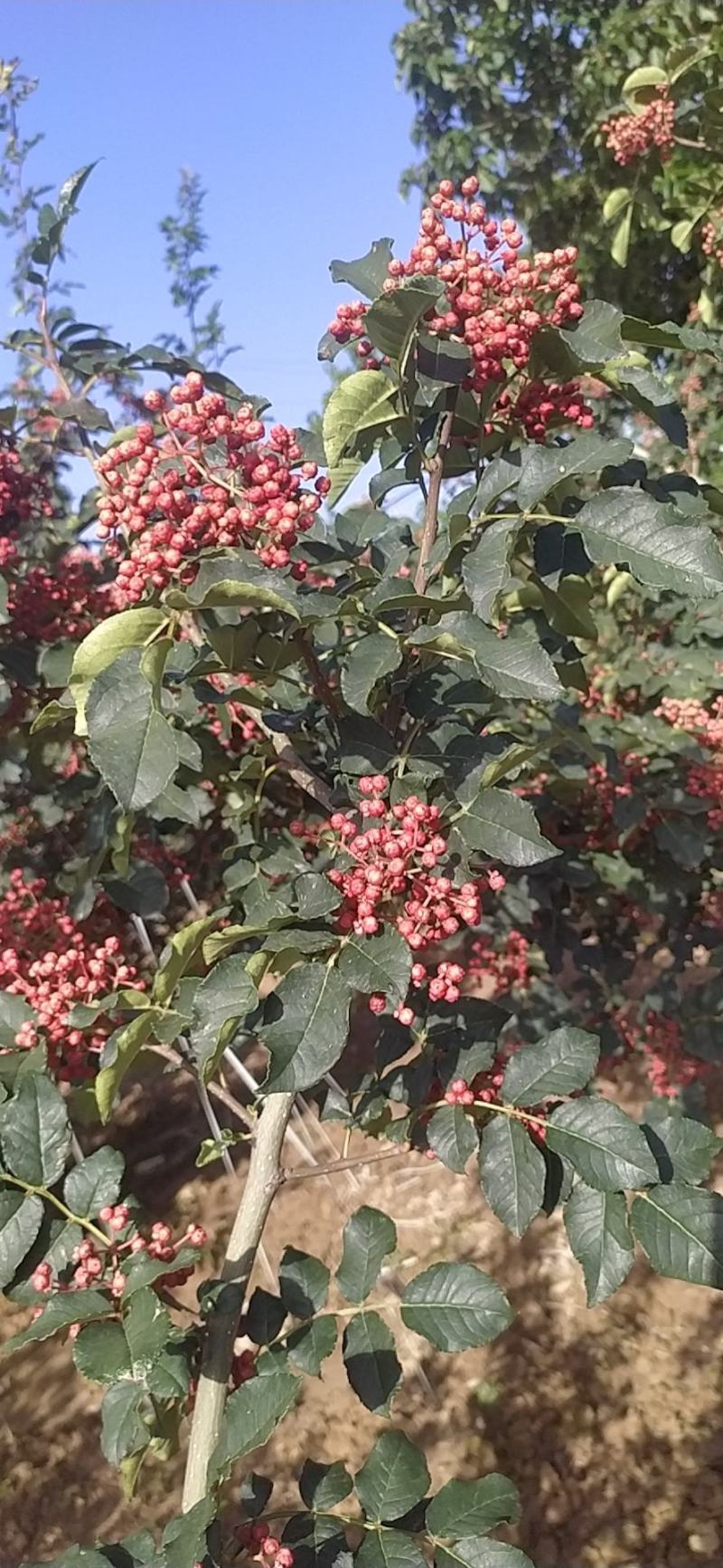 凤椒新鲜花椒大量上市颜色好看味道香浓需要的朋友速联系