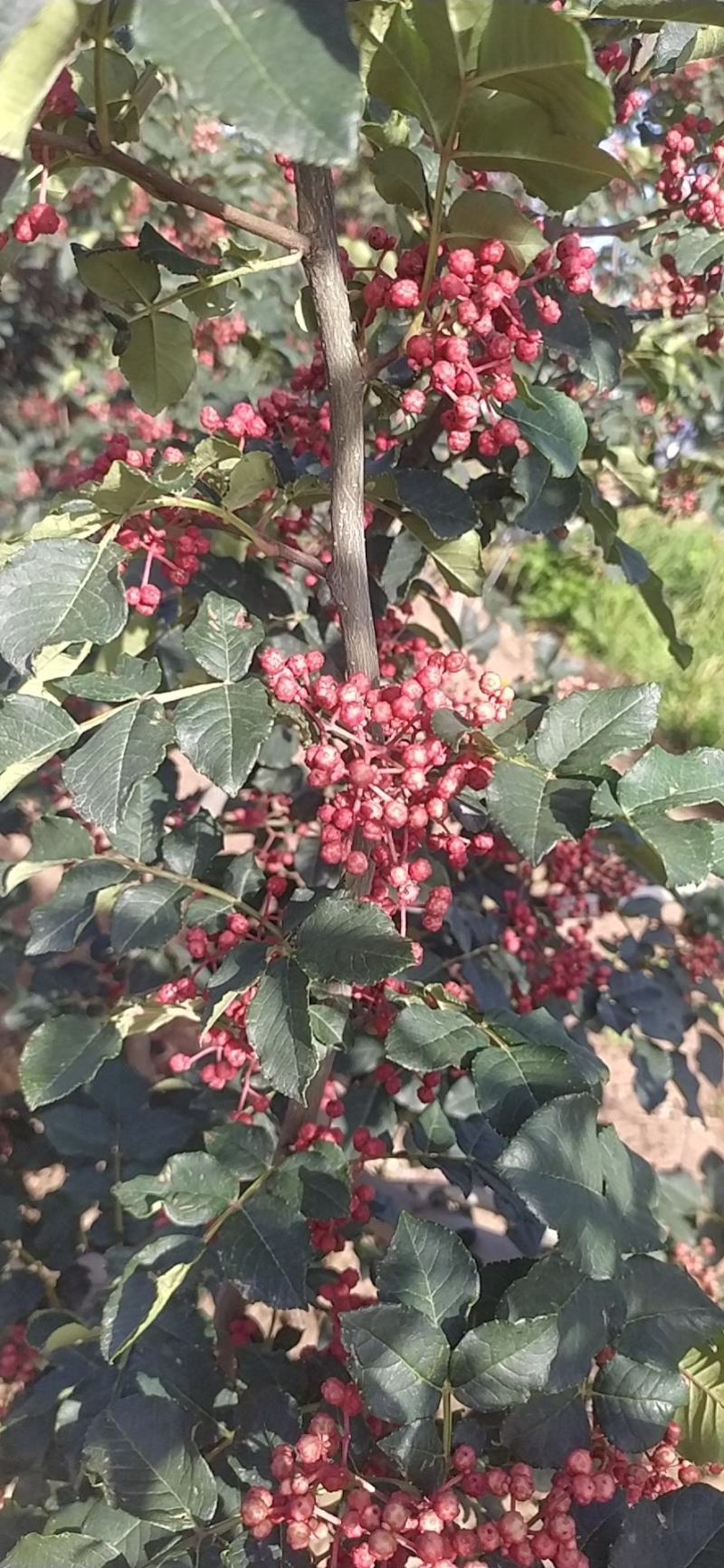 凤椒新鲜花椒大量上市颜色好看味道香浓需要的朋友速联系