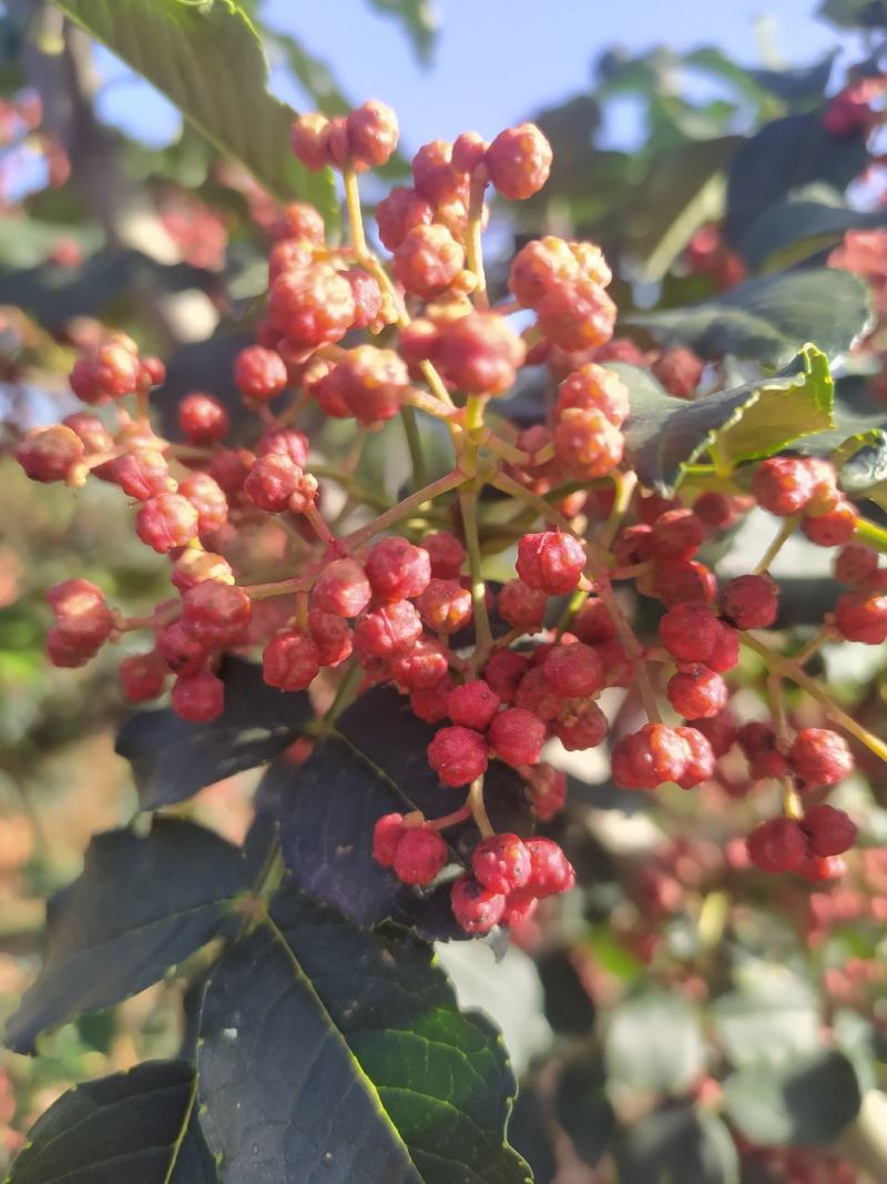 凤椒新鲜花椒大量上市颜色好看味道香浓需要的朋友速联系