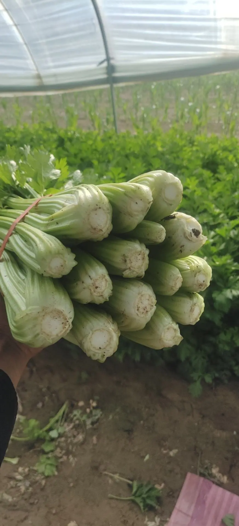 芹菜大量上市欢迎老板采购，提供专业的一条龙服务